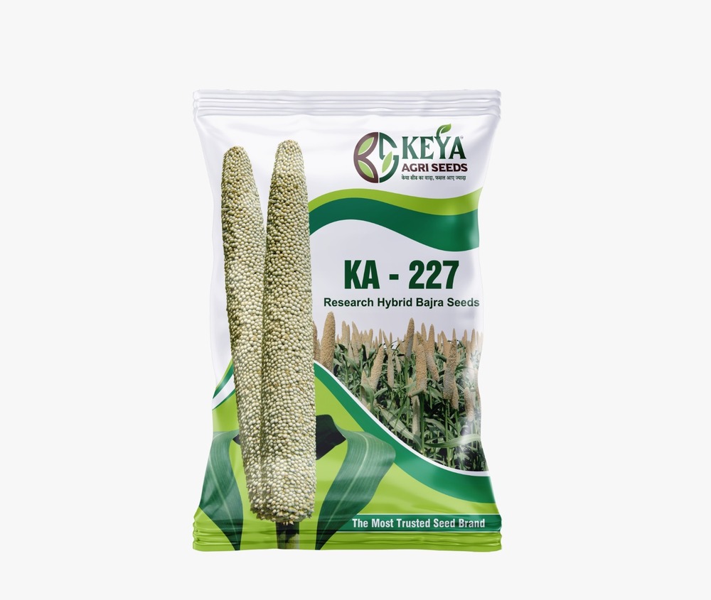 Ka-227 Hybrid Bajra Seeds - Cultivation Type: Common