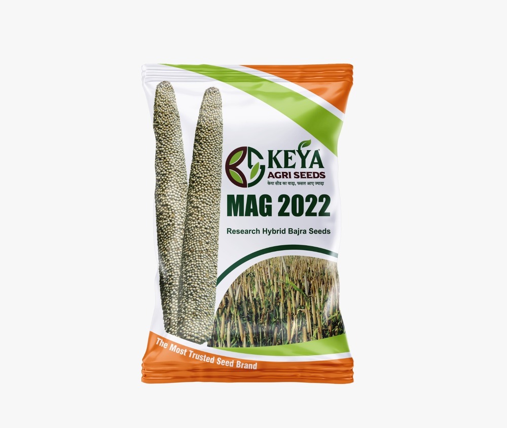 Mag 2022 Hybrid Bajra Seeds - Cultivation Type: Common