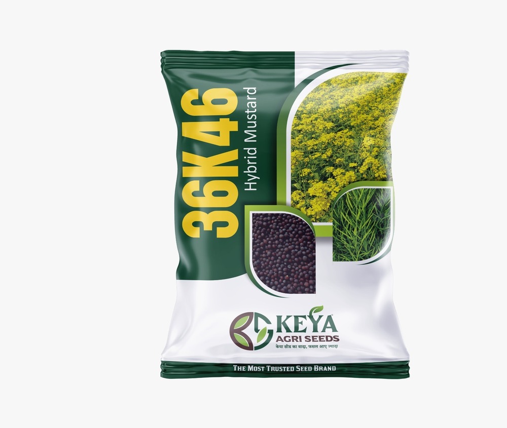 36K46 Hybrid Mustard Seeds - Cultivation Type: Common