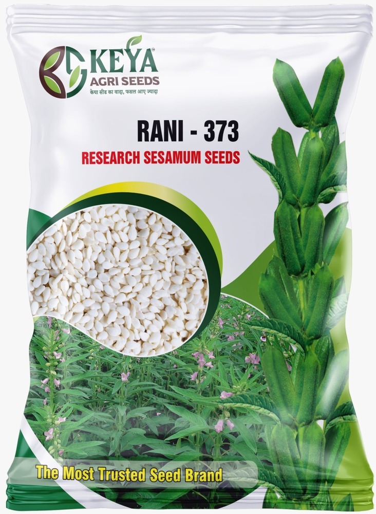 Rani-373 Research Sesamum Seeds - Cultivation Type: Common