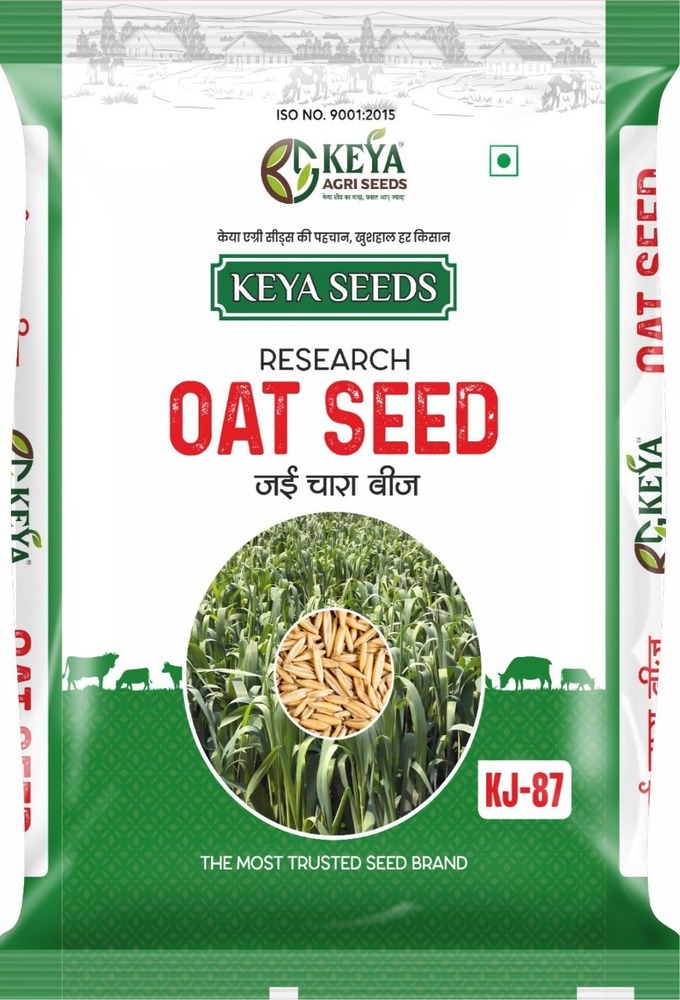 Kj-87 Oat Seeds - Cultivation Type: Common