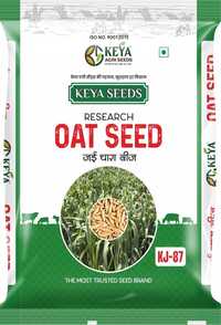 Kj-87 Oat Seeds - Cultivation Type: Common