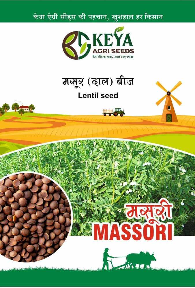 Massori Lentil Seeds - Cultivation Type: Common