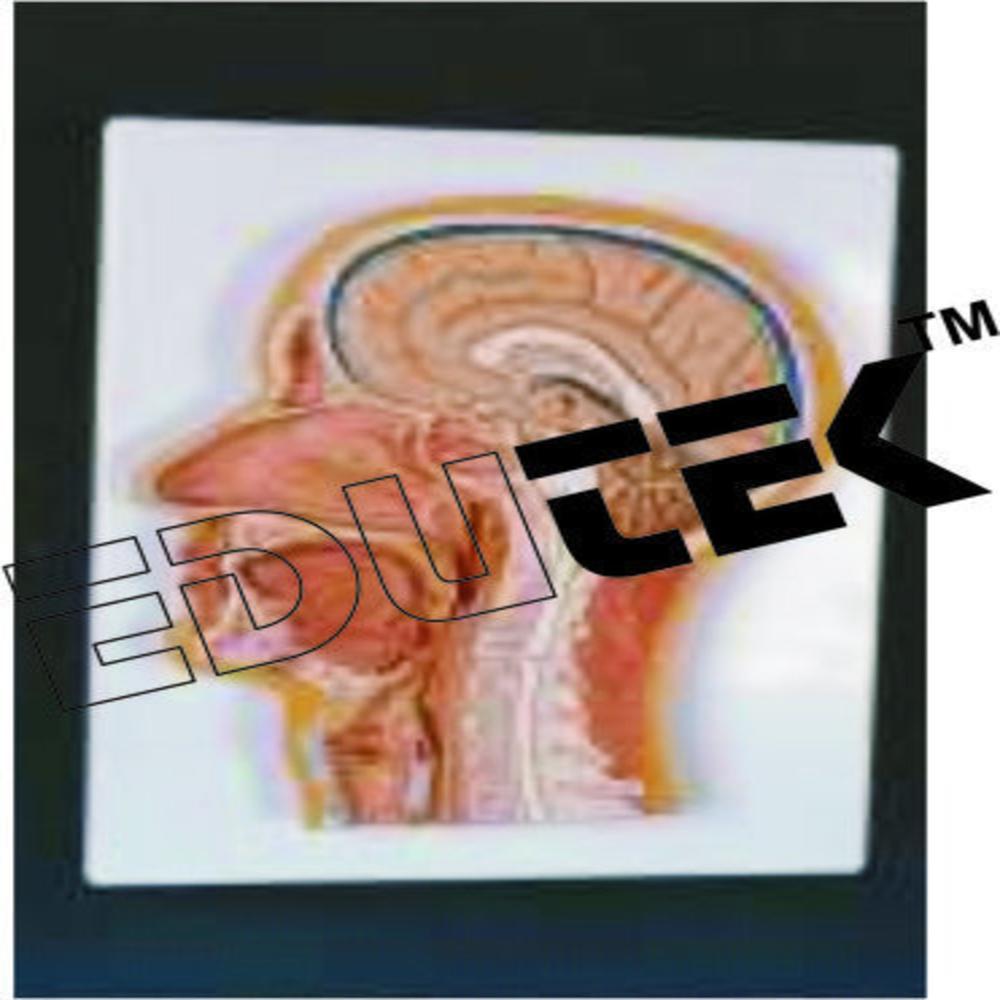 Human Head And Neck - Durable Plastic Model, Anatomical Accuracy For Medical Education | Manual Display Type, 1-year Warranty, Model No: Htn-001
