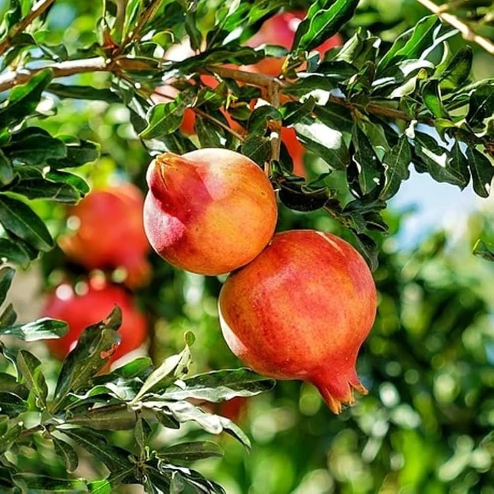 Fresh Pomegranates - Cultivation Type: Organic
