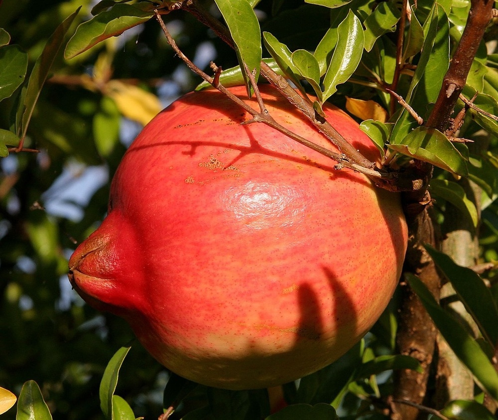 Fresh Pomegranates - Cultivation Type: Organic