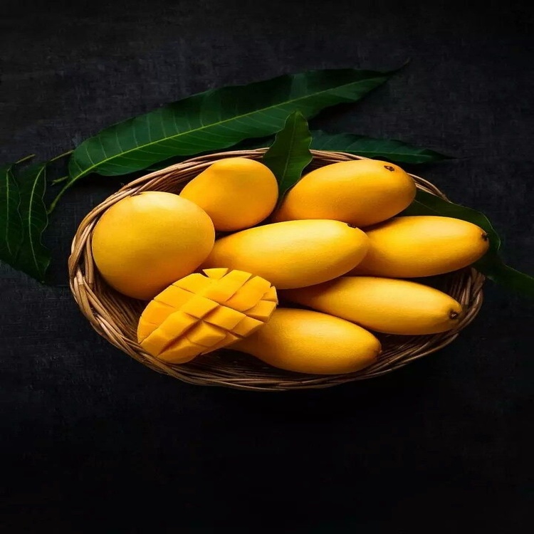 Fresh Mango - Cultivation Type: Organic