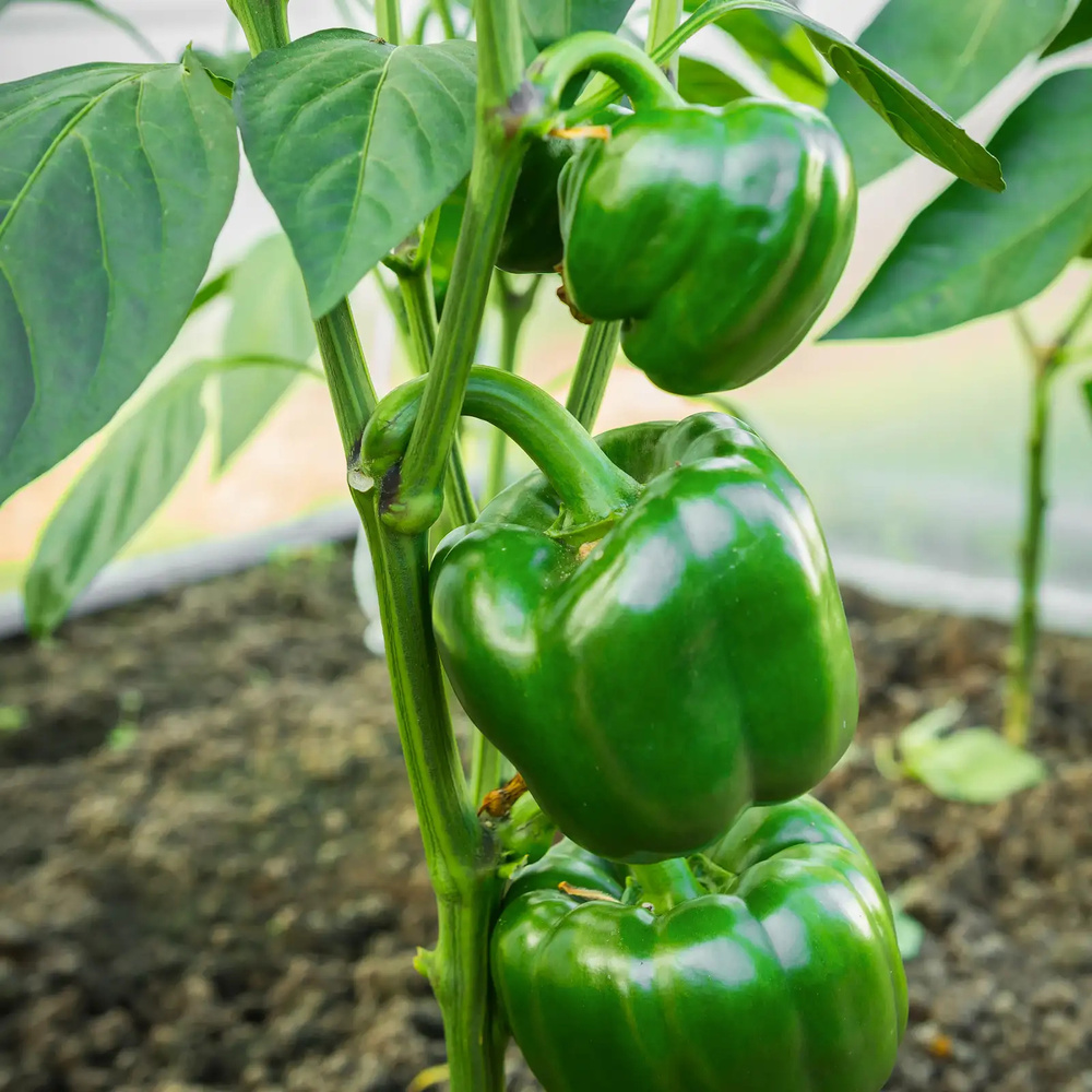 Fresh Capsicum - Preserving Compound: As Per Industry