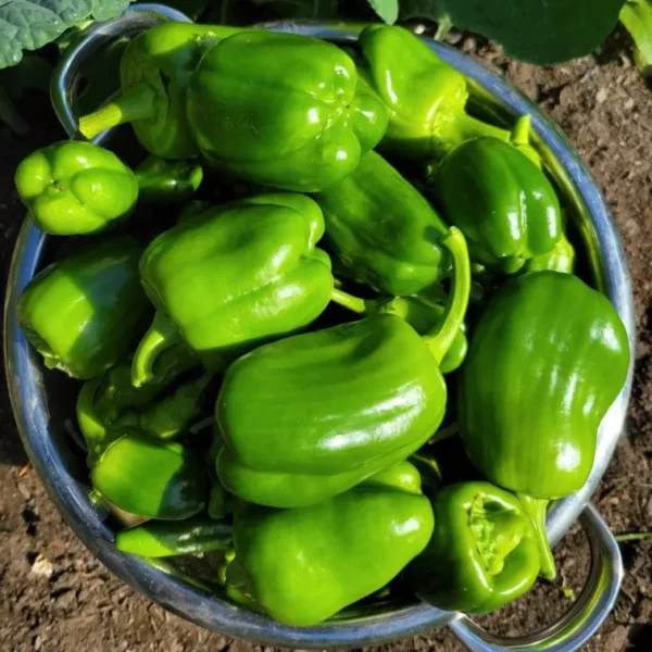 Fresh Capsicum - Preserving Compound: As Per Industry
