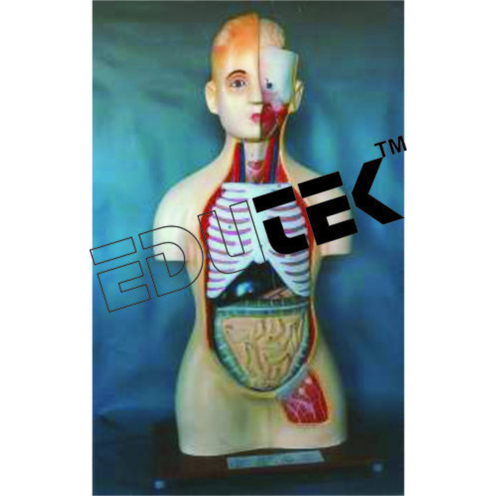 Human Anatomical Models - Premium Quality Pvc Material, Life-size Realistic Design, Detailed Organs Representation