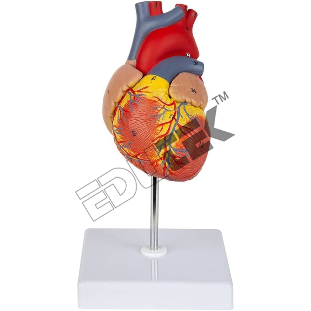 Edutek Human Heart Model