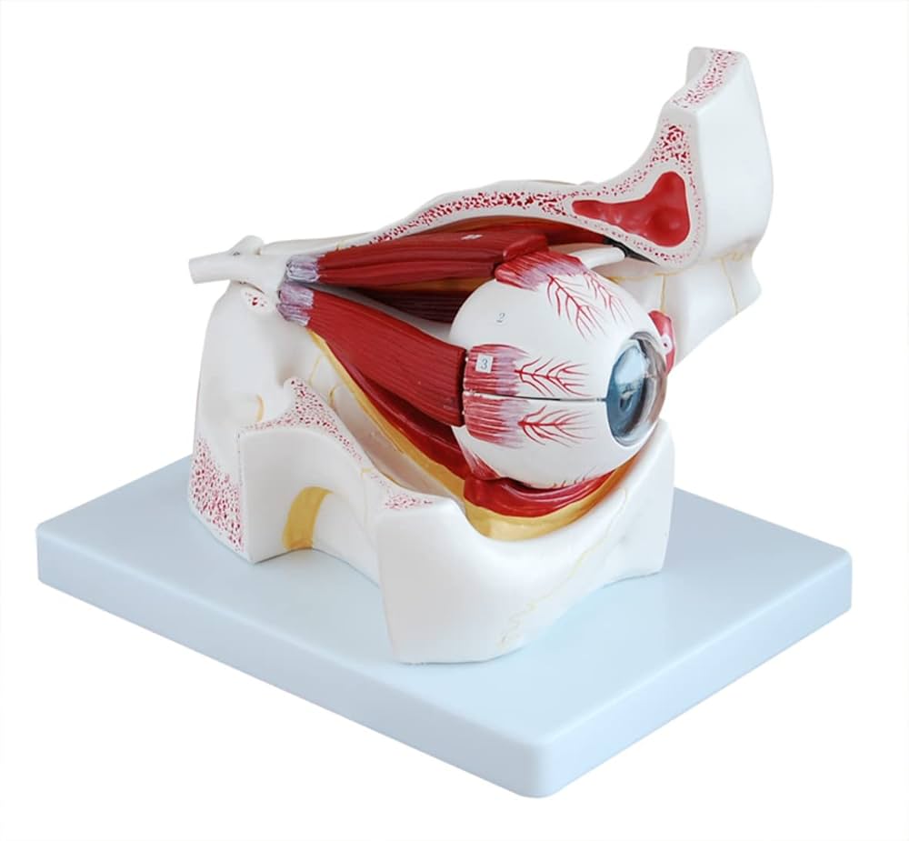 Eye With Orbit Model - Accuracy: 100  %