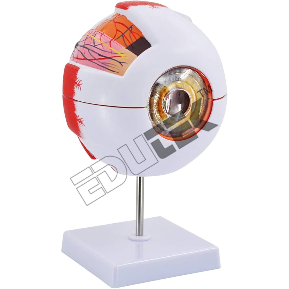Human Eye Model - Automation Grade: Manual