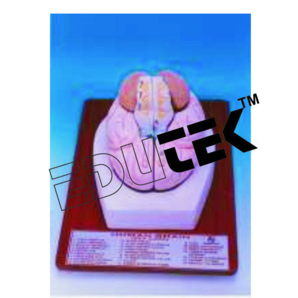 Human Brain - Polymer Plastic, Life Size 2-part Sectioned Model, Approx. 1.5 Kg | High Accuracy, Educational Scientific Study, Model No: Hb-2023