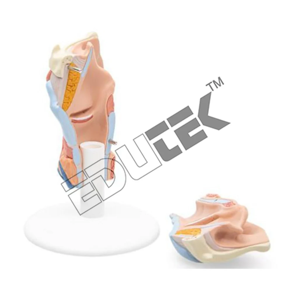 Larynx Biological Models