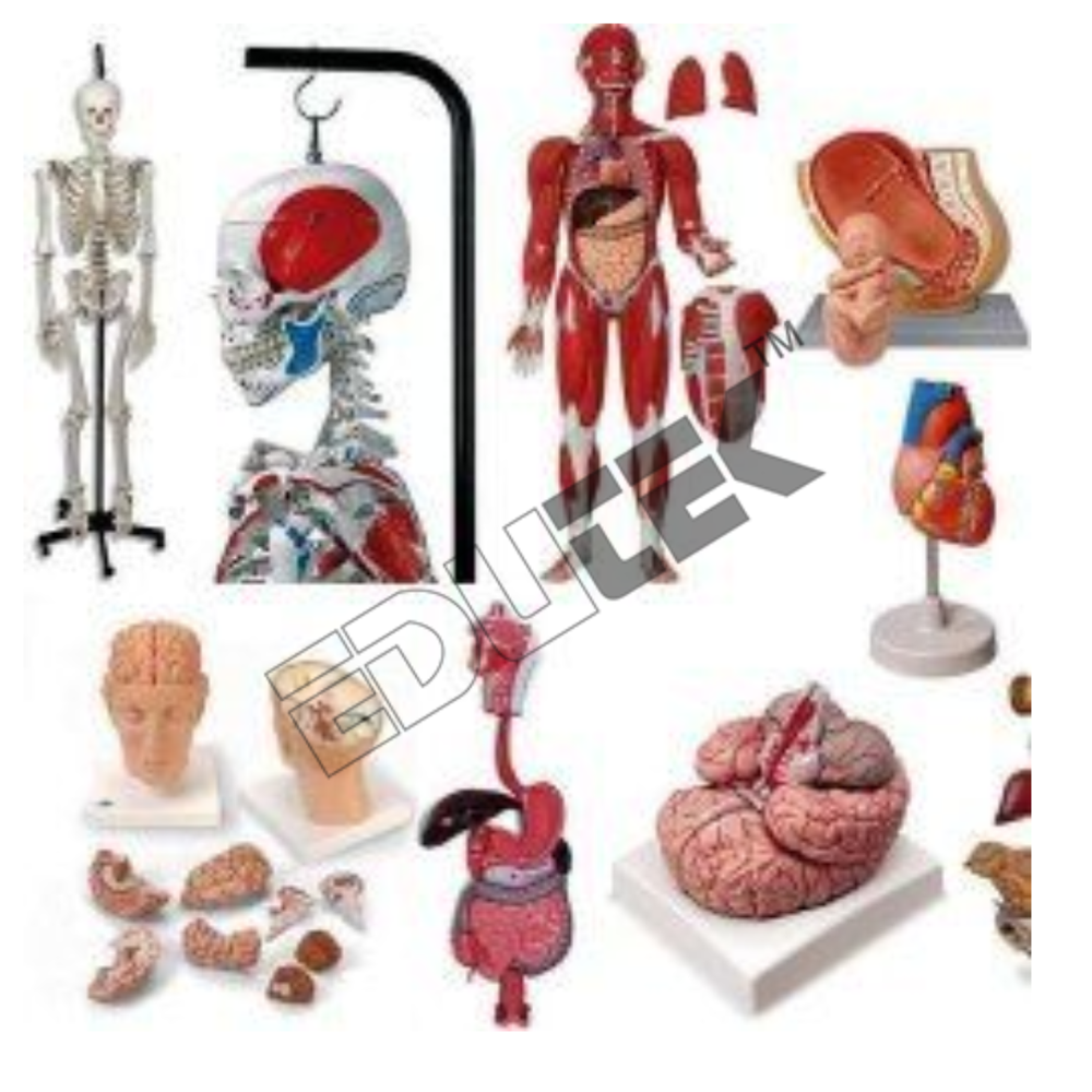 Magnifying Glass - Brass Frame, Bakelite Handle , Chrome-plated Brass Knob , Cardboard Box Packaging For Protection