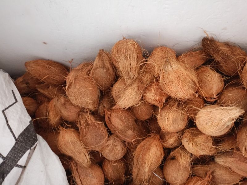 Fresh Coconuts