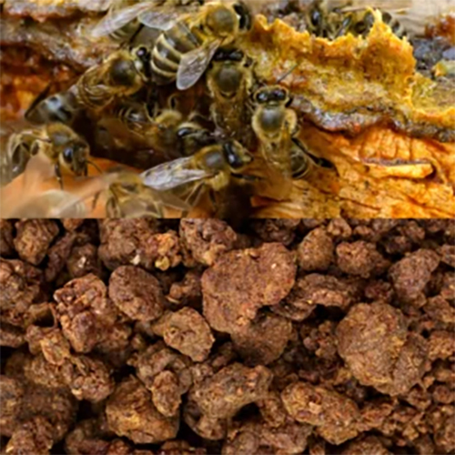 Bulk Propolis