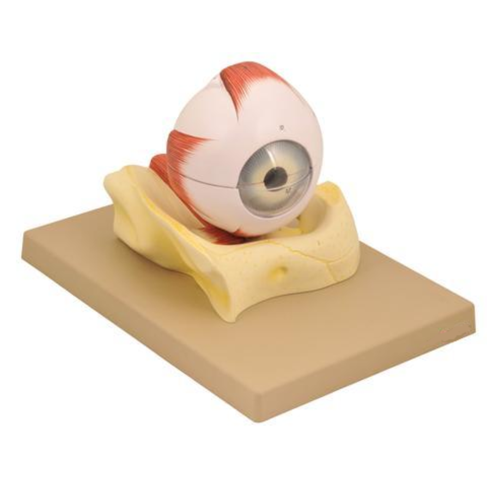 Human Eye with Lid Models