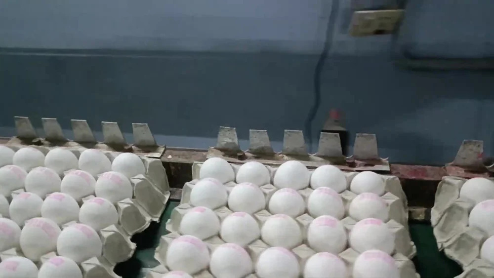Fresh Egg - Additives: No Additives