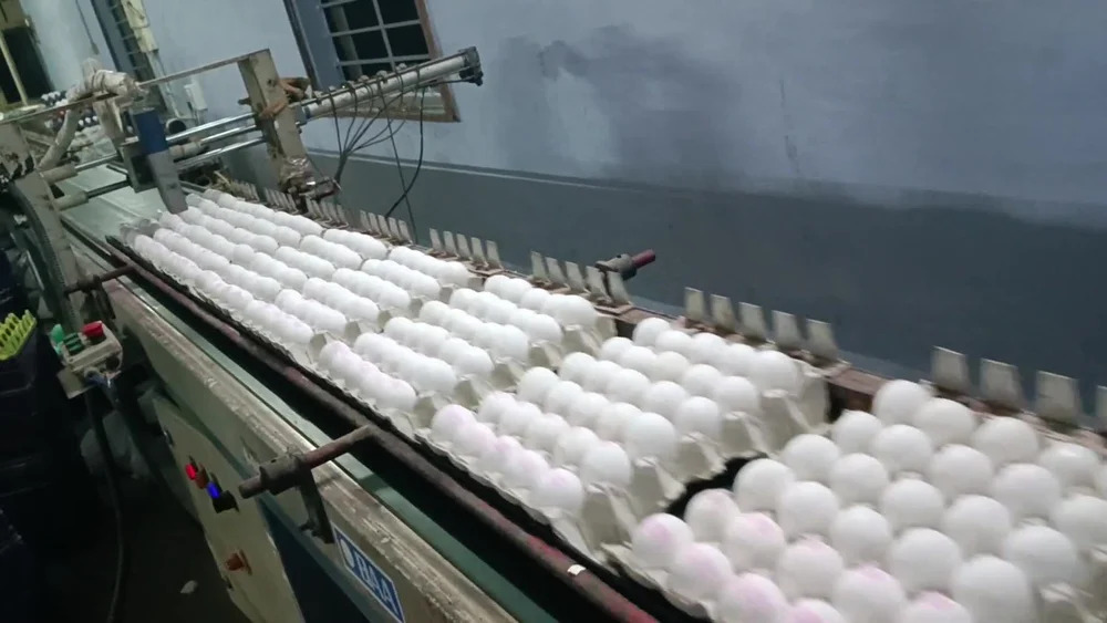 Fresh Egg - Additives: No Additives