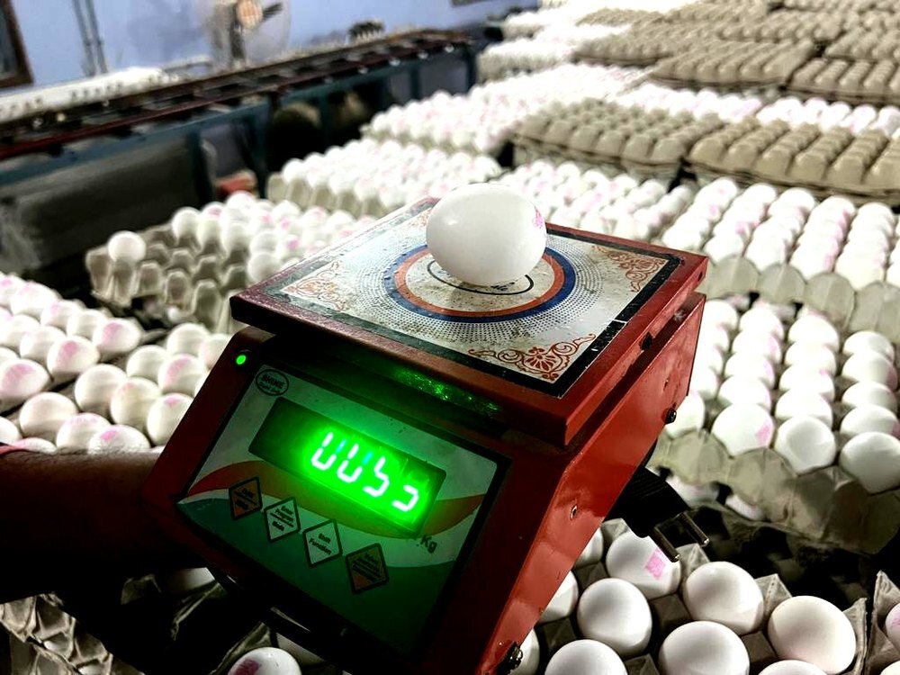 Fresh Egg - Additives: No Additives