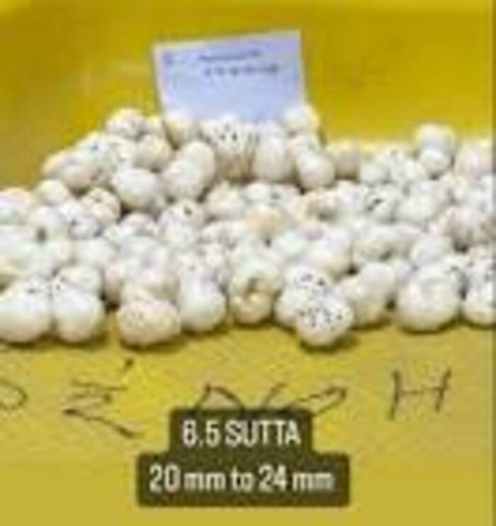 6.5 Sutta Makhana - Color: White