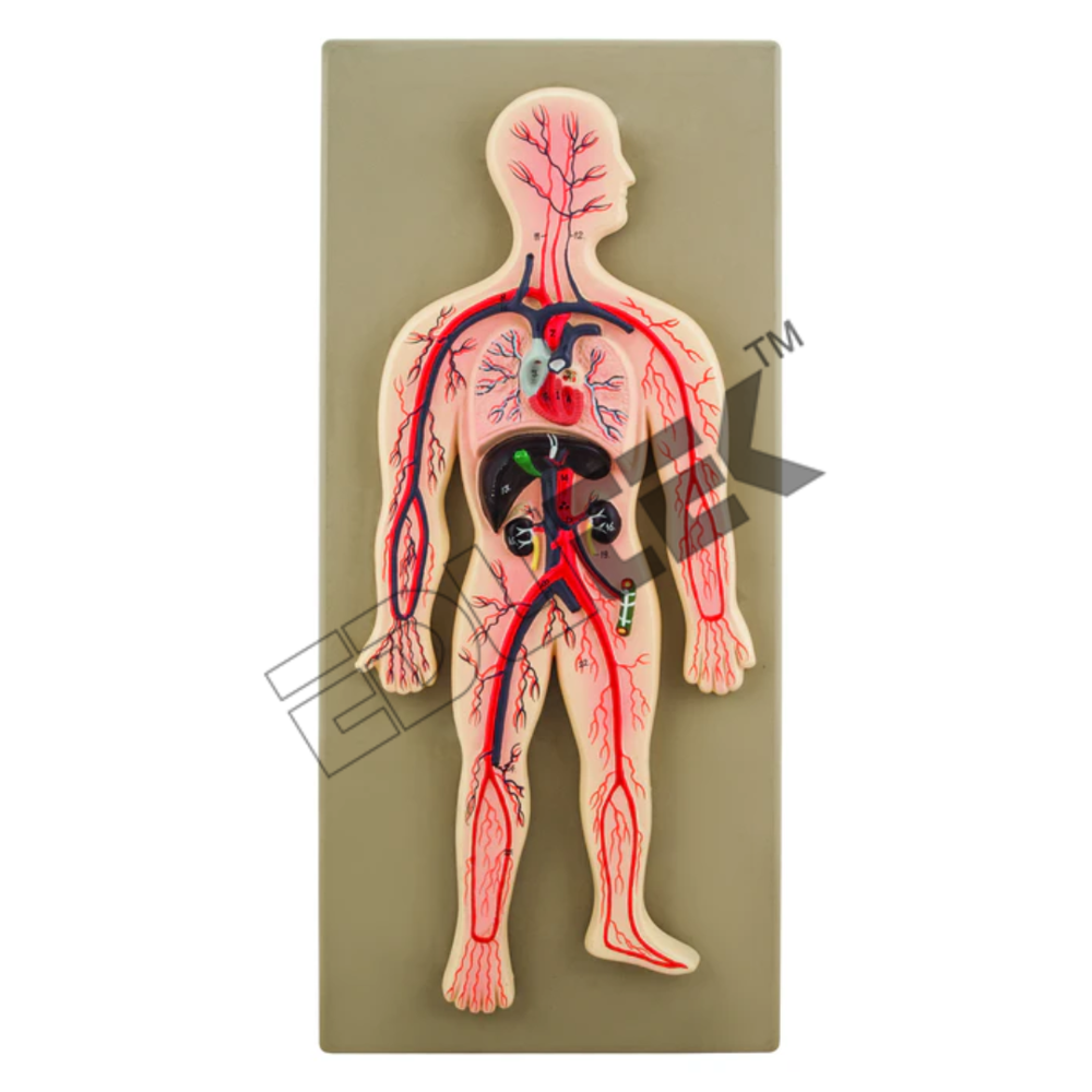 Human Circulatory System