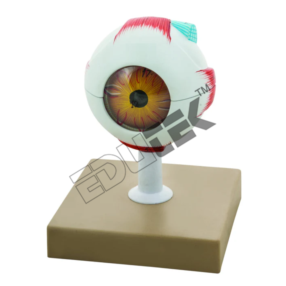 Human Eye Models - 7-part Removable Anatomy Model | Mounted On Stand With Key Card