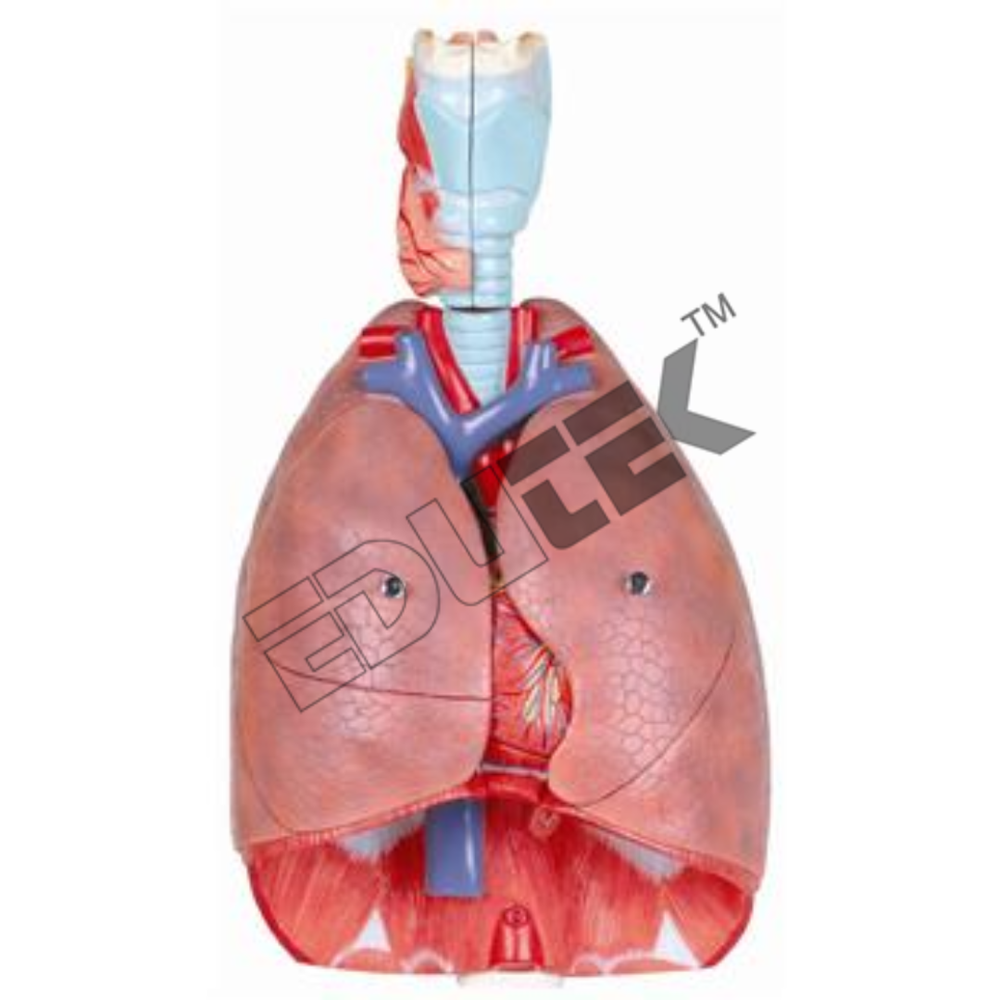 Human Heart And Lungs