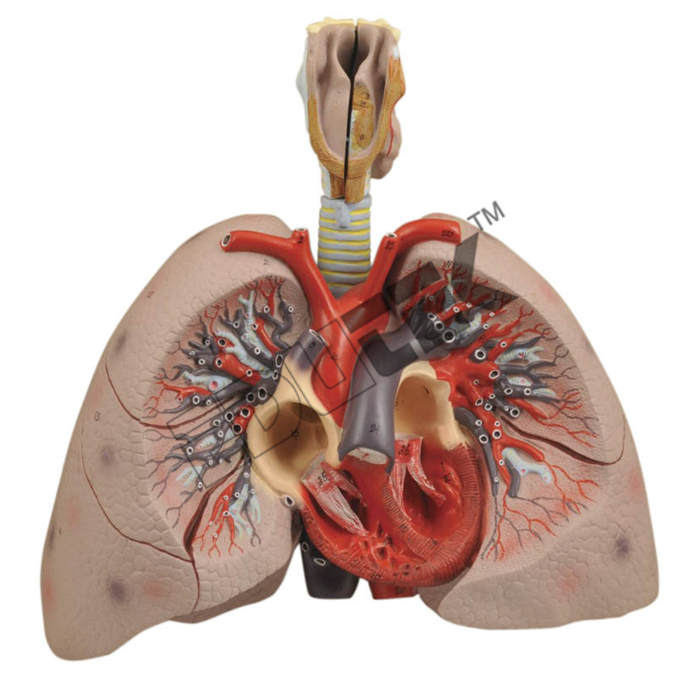Human Heart With Lungs And Larynx