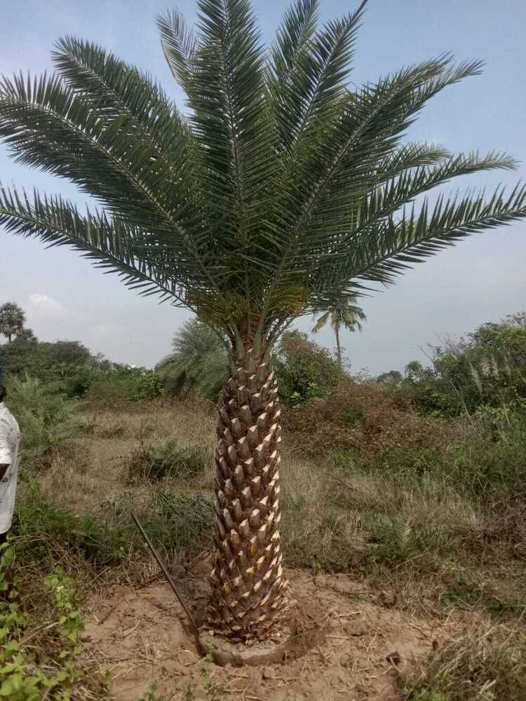 Date Palm Tree - Color: Natural