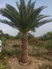 Date Palm Tree
