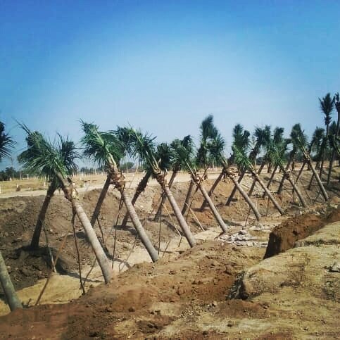 Date Palm Tree - Color: Natural