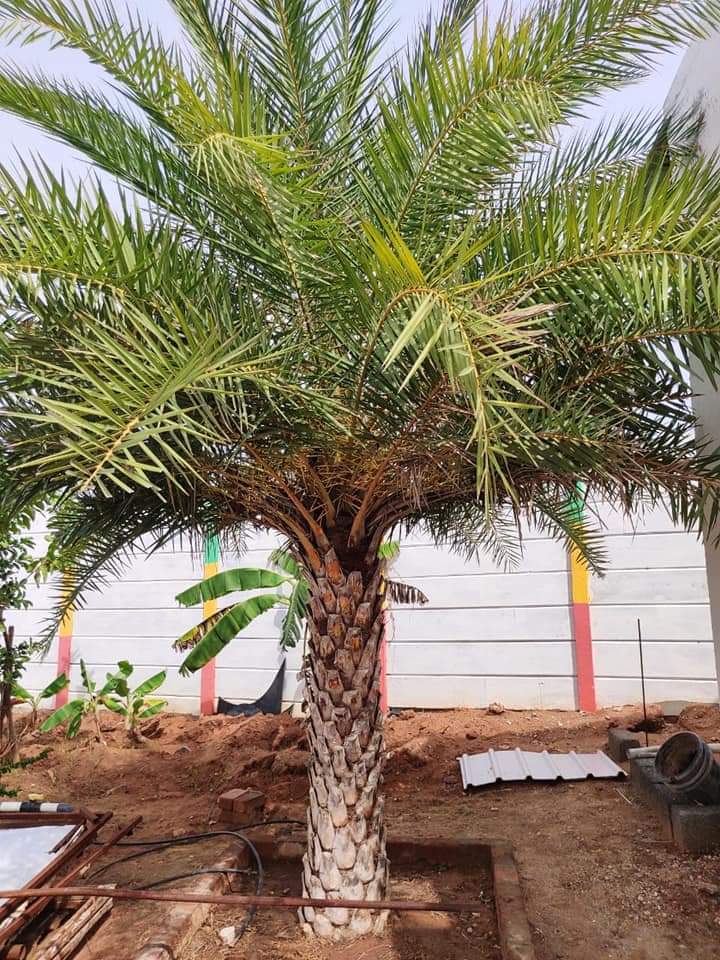 Date Palm Tree - Color: Natural