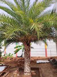 Date Palm Tree