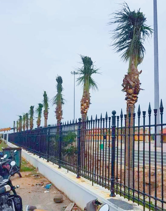 Date Palm Tree - Color: Natural