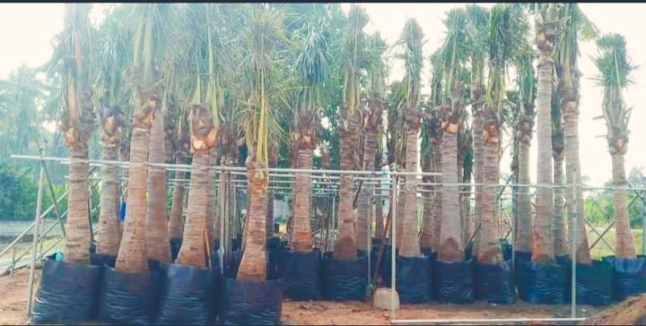 Date Palm Tree