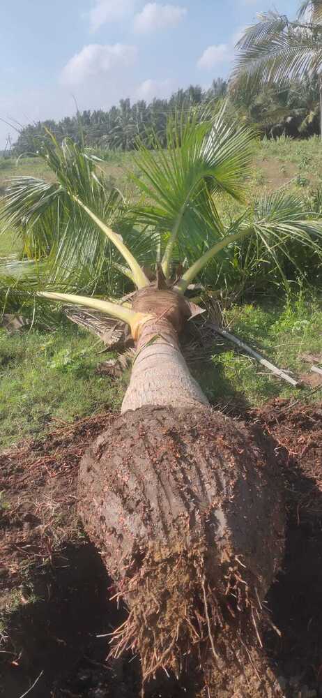 नारियल का पेड़
