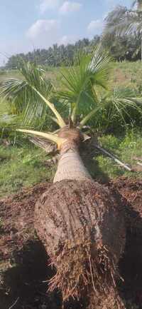 Coconut Tree - Color: Natural