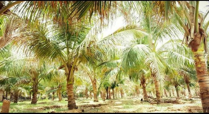 Coconut Tree - Color: Natural