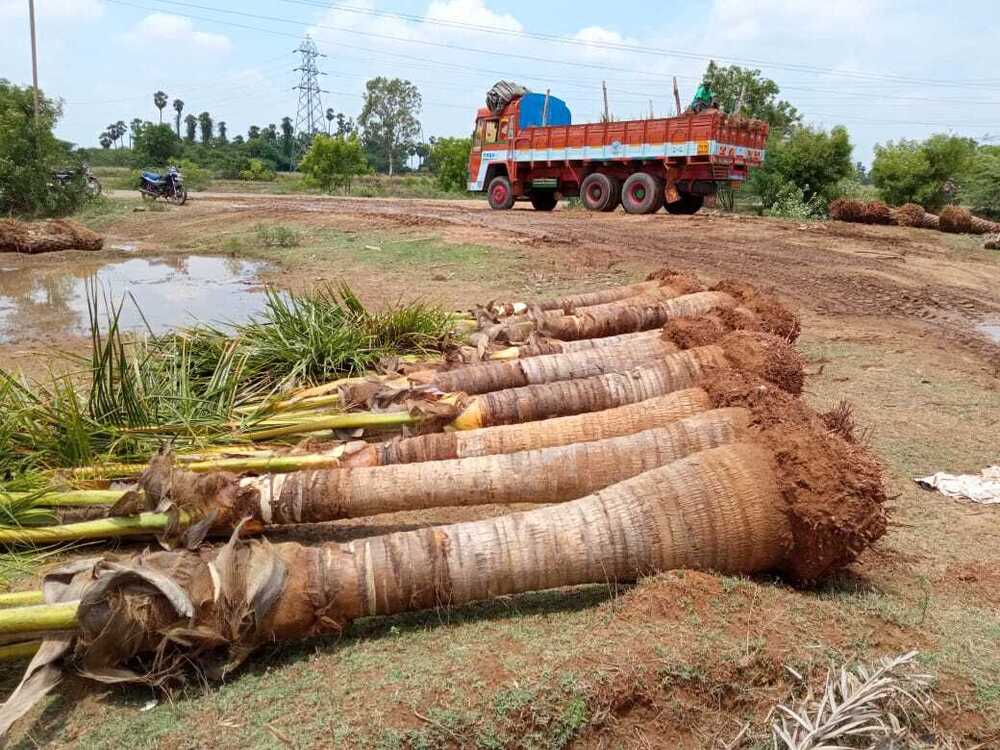 Coconut Tree - Color: Natural