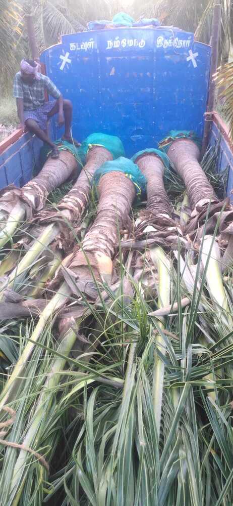 Coconut Tree - Color: Natural