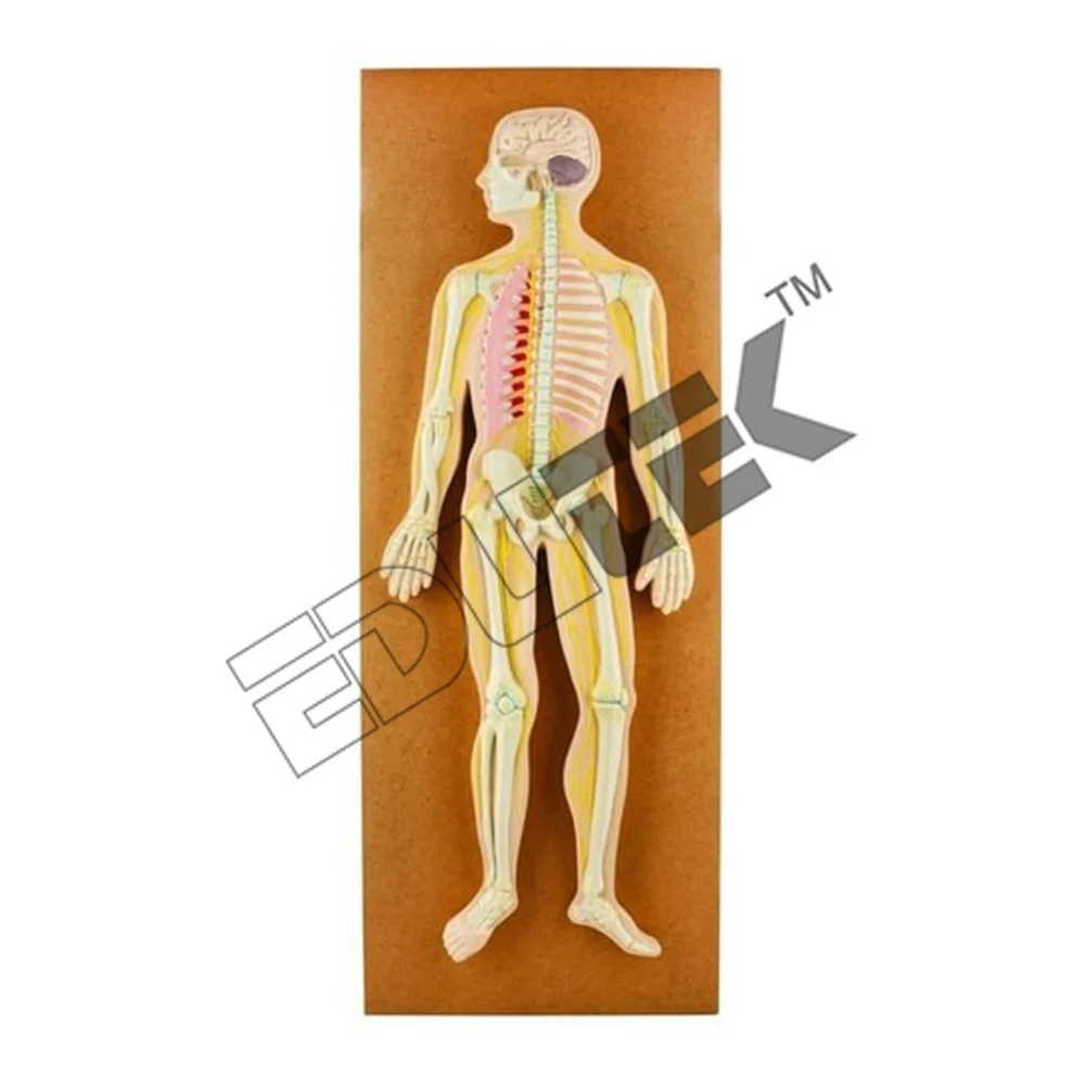 Human Nervous System