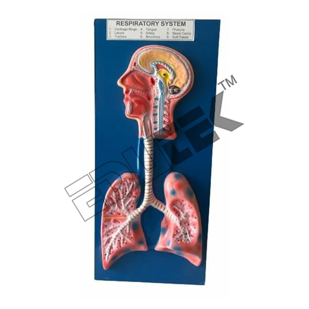 Human Respiratory System