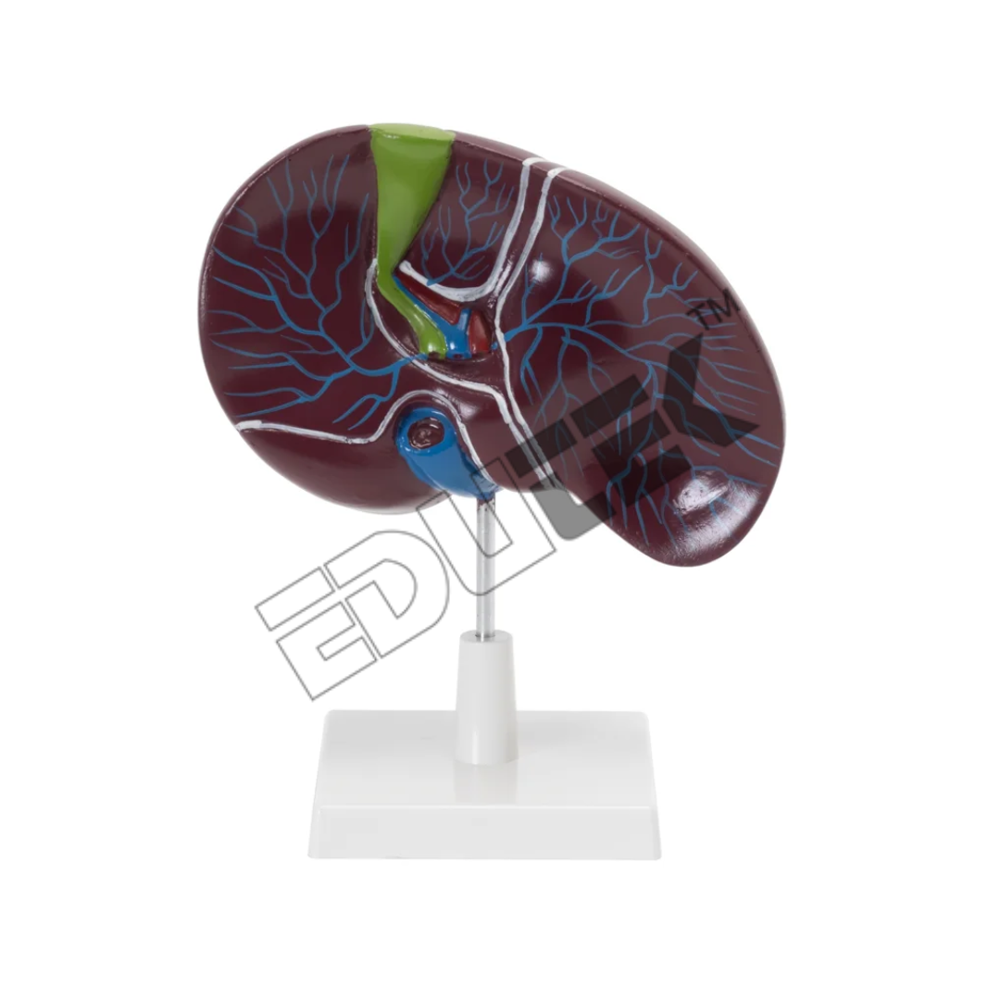 Human Liver With Gall Bladder - Accuracy: Highly Accurate Anatomical Representation
