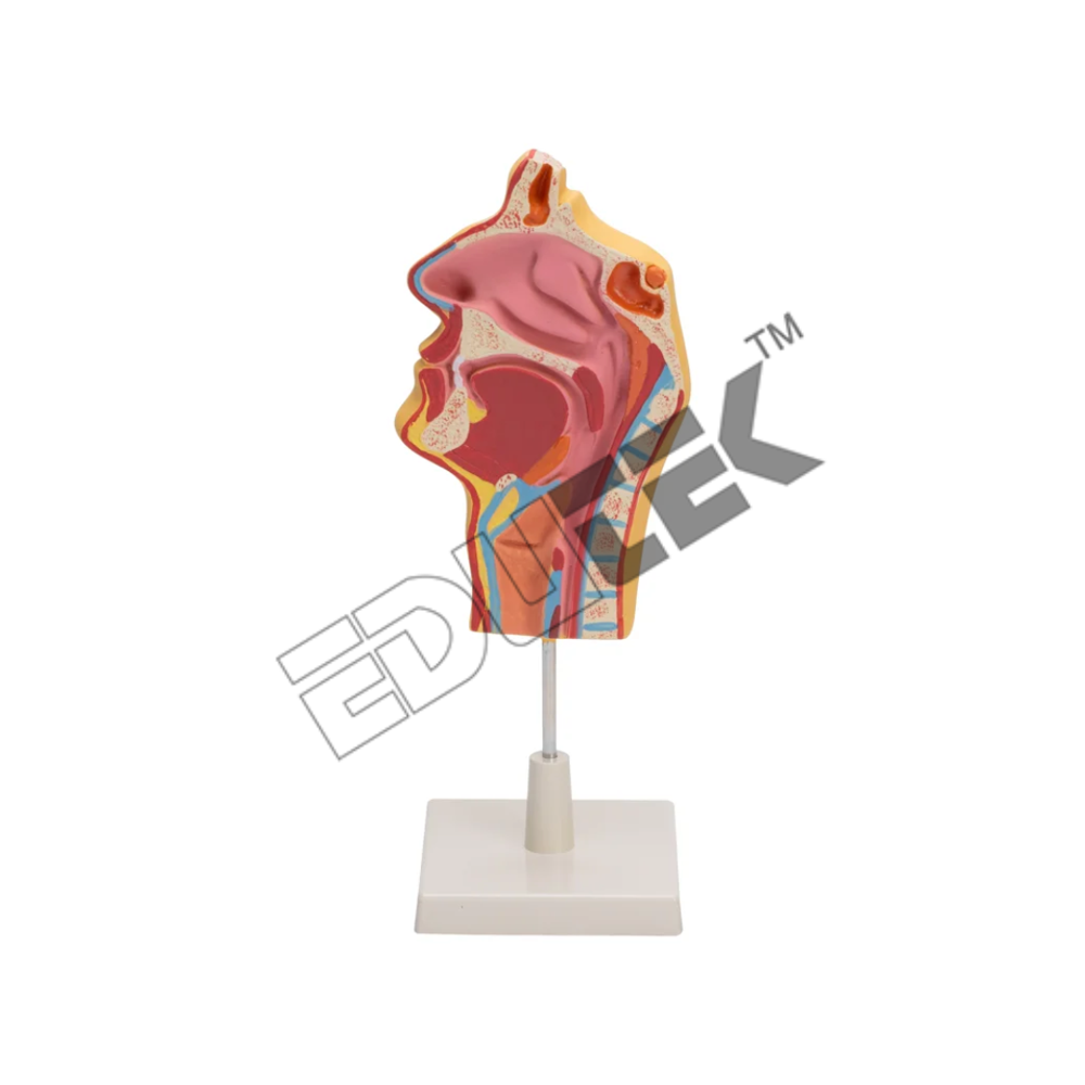 Human Nose Models