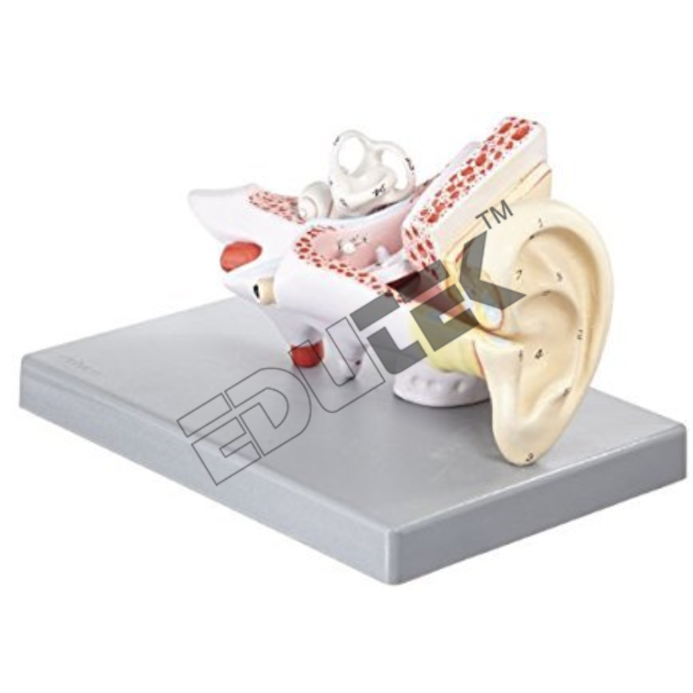 Human Ear Inner Model