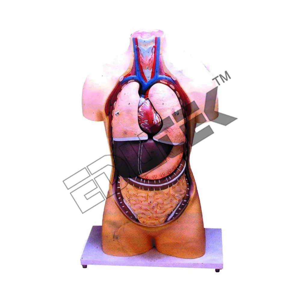 Human Torso without Head Half Size