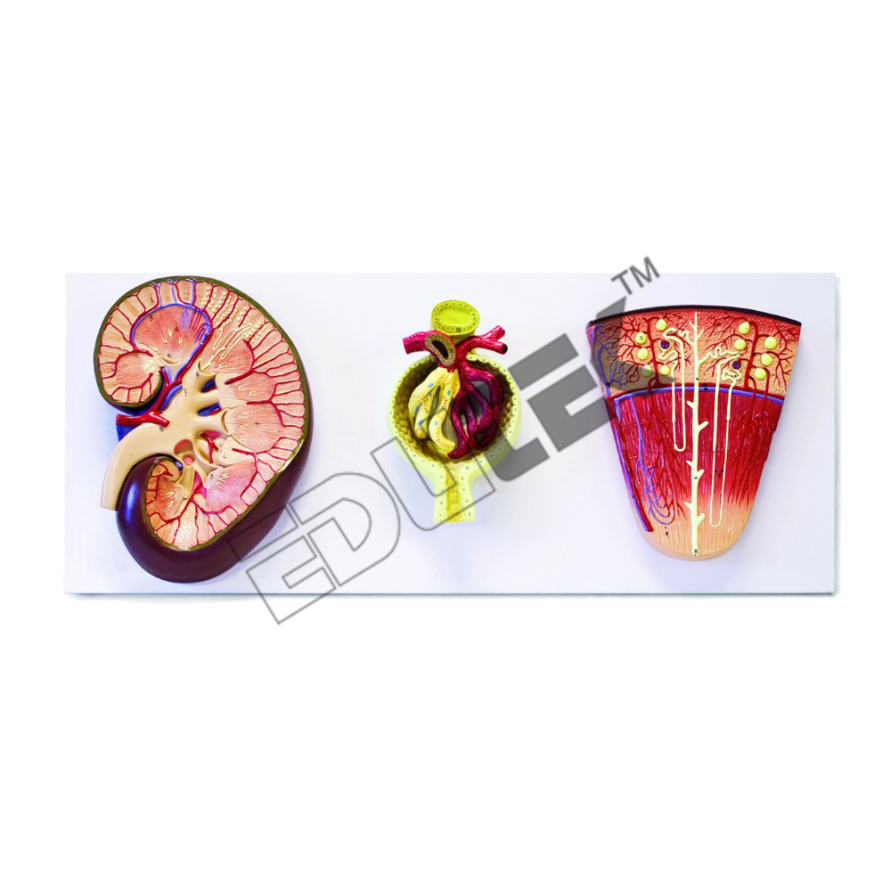 Kidney Nephron Model